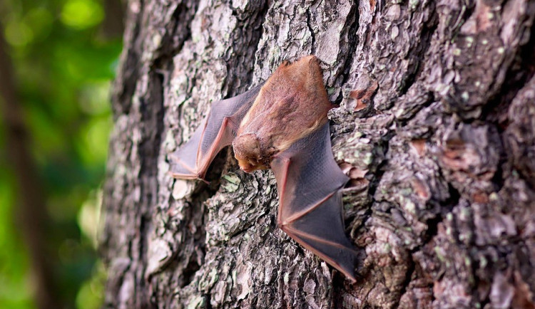 ilustrační fotografie