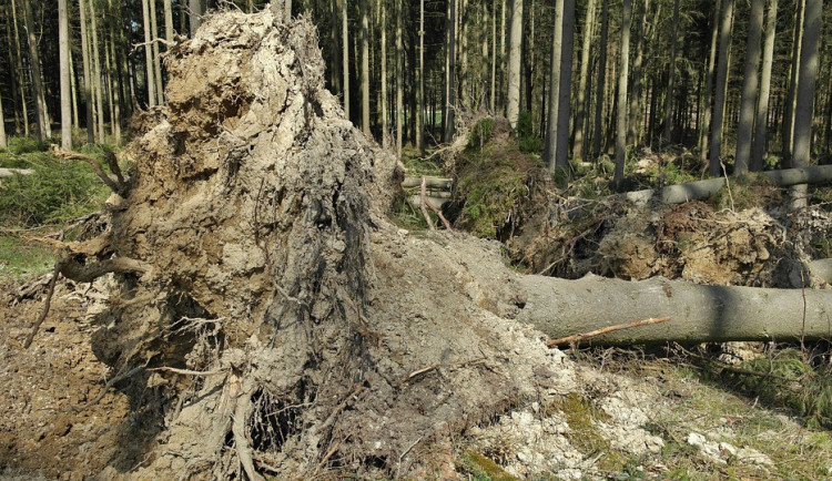 ilustrační fotografie