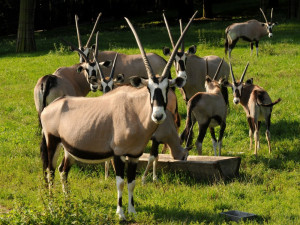Pár oryxů se z olomoucké zoo vydal na cestu do Itálie. Zařadí se do stáda na tamním safari