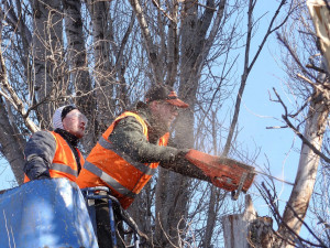 Protipovodňová opatření v Olomouci si vyžádají vykácení 55 stromů