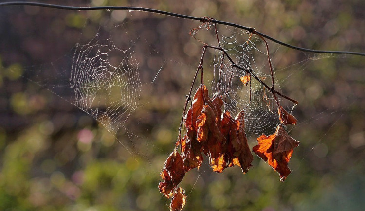 ilustrační fotografie