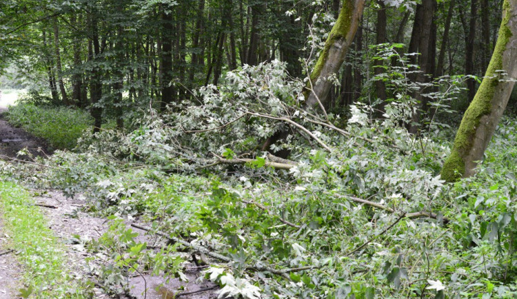 ilustrační fotografie