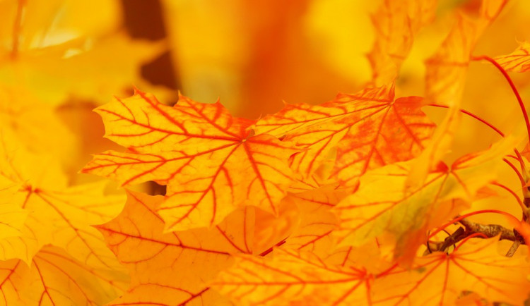 ilustrační fotografie