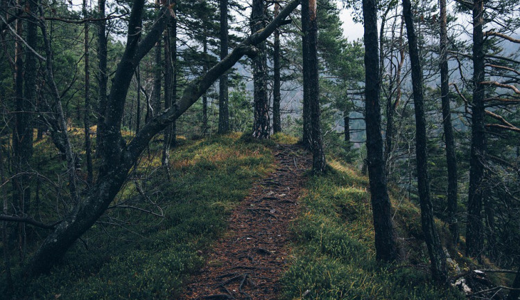 ilustrační fotografie