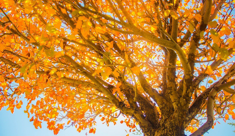 ilustrační fotografie