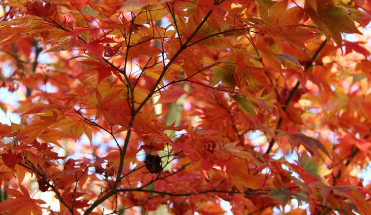 ilustrační fotografie