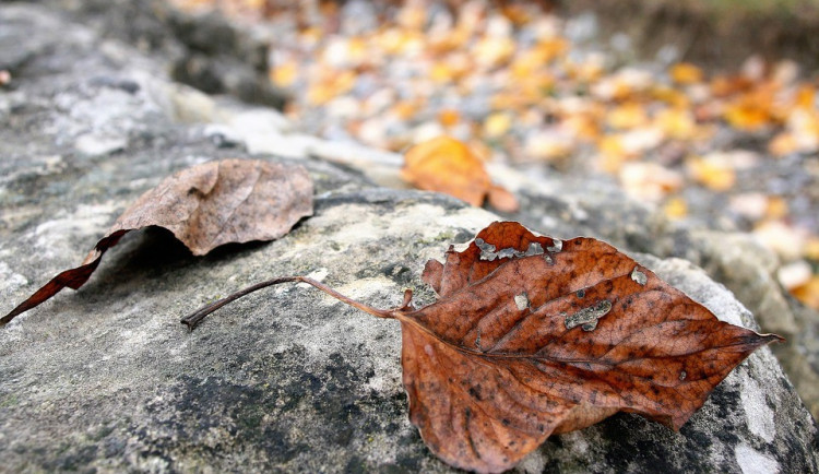 ilustrační fotografie