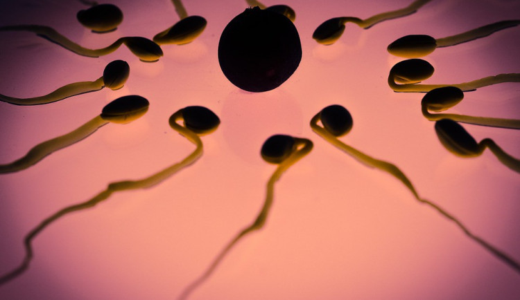 ilustrační fotografie