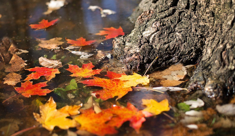 ilustrační fotografie