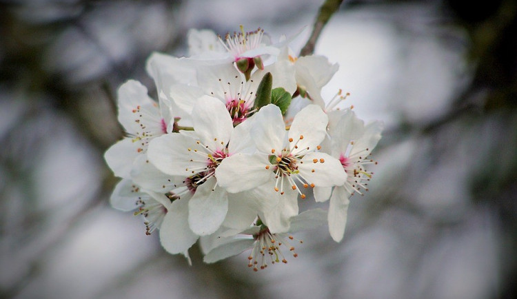 ilustrační fotografie