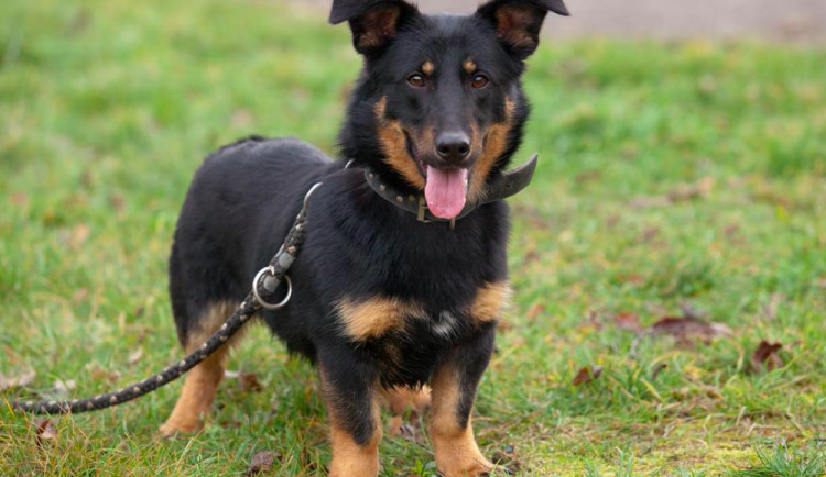 Hledáme páníčka #76: Podívejte se na nejnovější přírůstky v olomouckých útulcích