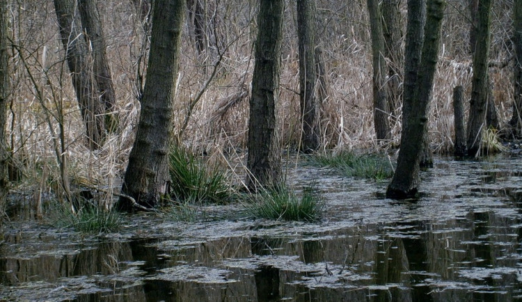 ilustrační fotografie