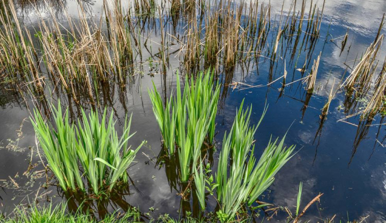 ilustrační fotografie