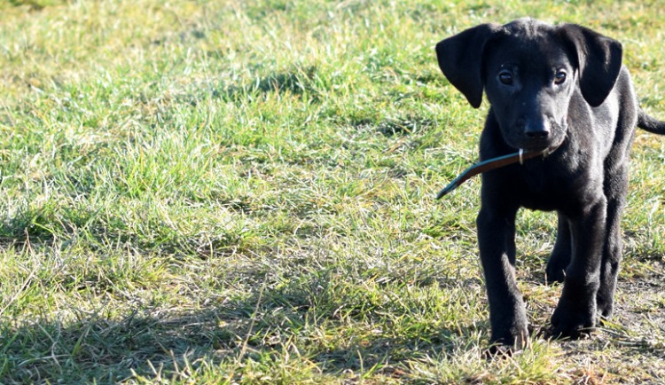 Zápesník z Olomouce