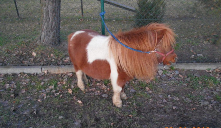 Poník odešel ze zahrady a pochodoval po Olomouci, odchytila ho strážnice v době volna