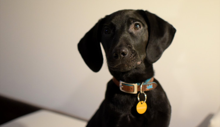 OLOMOUCKÝ ZÁPESNÍK #5: Nejdražší psí známka na světě