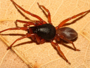V Česku byl objeven nový druh pavouka, šestiočku vidlozubou ale ohrožují husté lesy