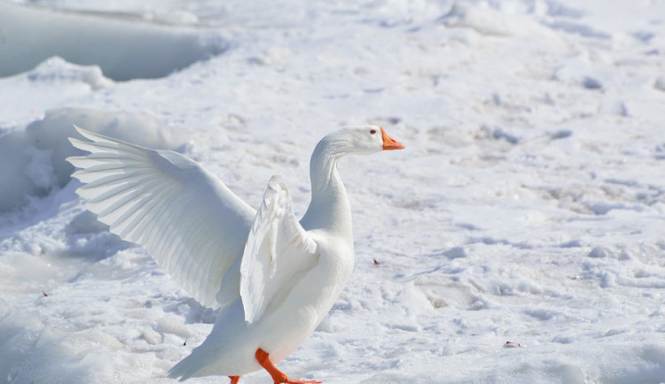 ilustrační fotografie