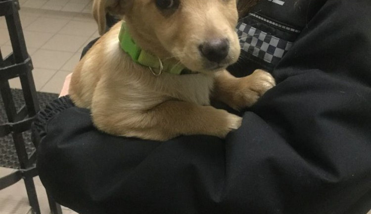 Městská policie odchytila v Olomouci za jediný den tři volně pobíhající psy, ti teď čekají v útulku