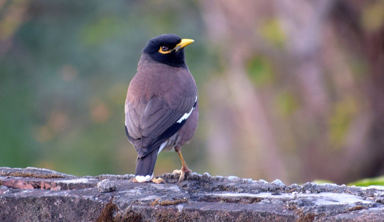 ilustrační fotografie