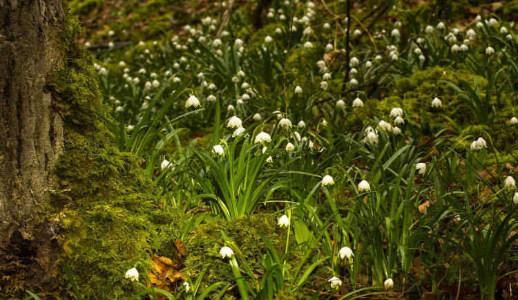 ilustrační fotografie