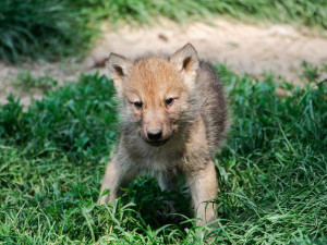 Olomoucká zoo přivítá jaro se spoustou mláďat
