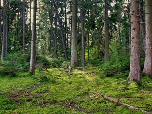 Od pátku platí zákaz vstupu do lesů u Šternberka