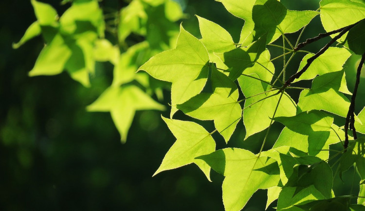 ilustrační fotografie