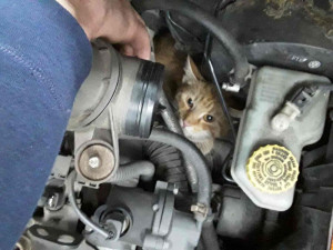 Kočka se zasekla v motoru auta, ven jí pomohli až hasiči