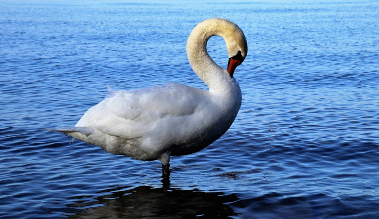 ilustrační fotografie