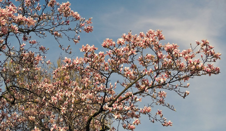 ilustrační fotografie