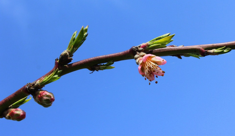 ilustrační fotografie