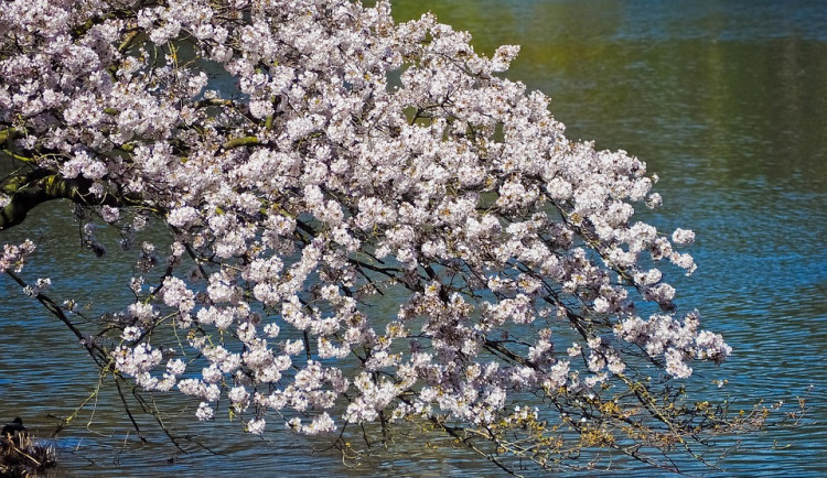 ilustrační fotografie