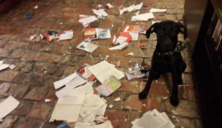 30768356_10212132410407822_711328898_o