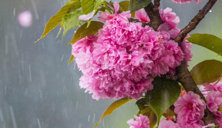 cherry-blossom-in-the-rain-3350533_960_720