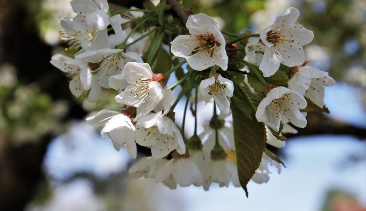 ilustrační fotografie