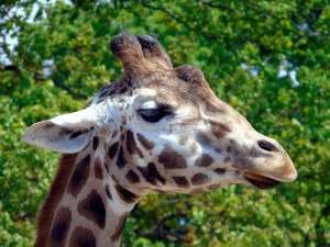 Olomoucká zoo má díky krásnému počasí o třetinu vyšší návštěvnost než loni