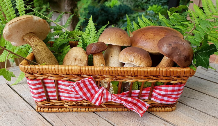 ilustrační fotografie