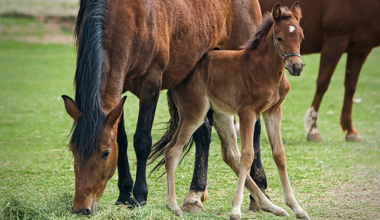 ilustrační fotografie