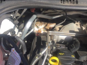 Agresivní kočka nechtěla vylézt z motoru auta, bezradné řidičce museli pomoci strážníci