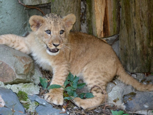 Dnešní den patří v ZOO Olomouc rekordům, soutěžit mohou děti i dospělí