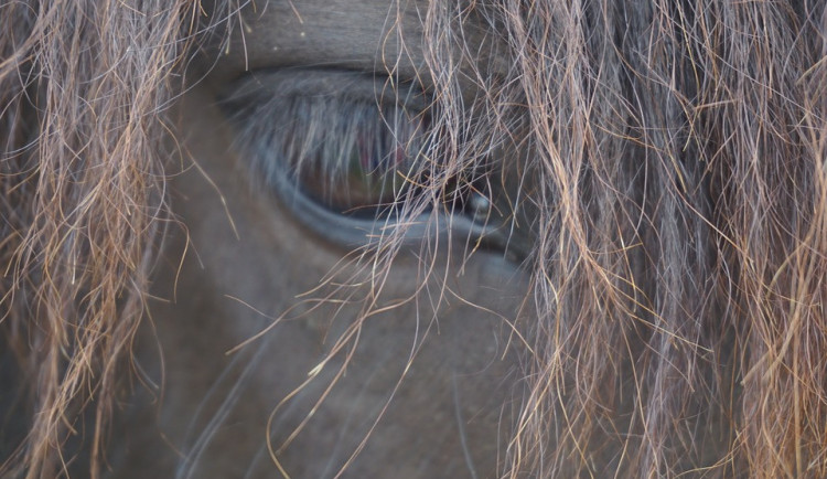 ilustrační fotografie