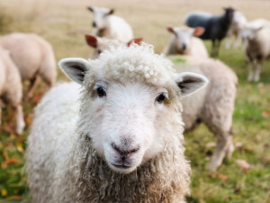 Zloděj ukradl dvě ovce, berana i jehně. Způsobil škodu za téměř sedm tisíc korun