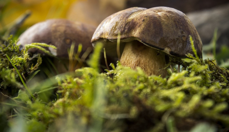 ilustrační fotografie