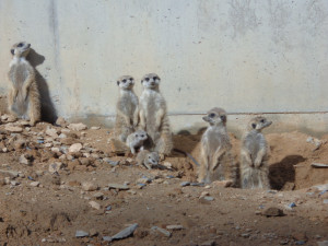 FOTO: V olomoucké zoo mají důvod k radosti, narodila se tam tři mláďata surikat