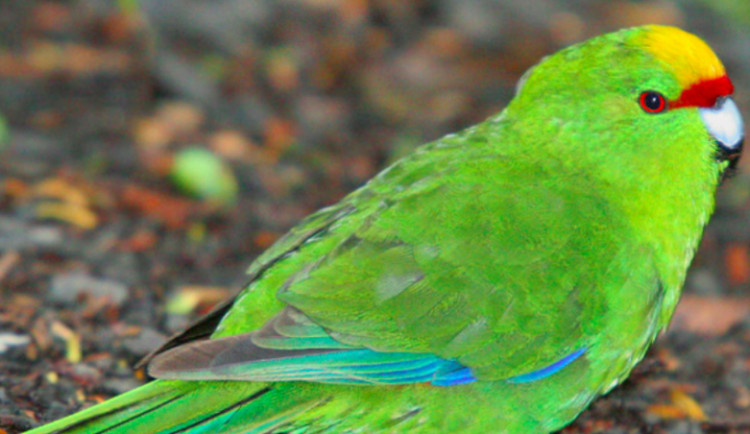 ilustrační fotografie