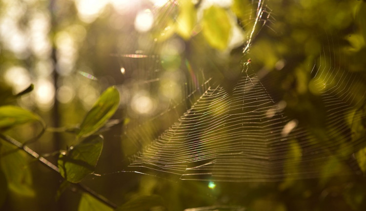 ilustrační fotografie