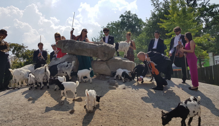 VIDEO: Jihočeští filharmonici mezi zvířátky v hlubocké zoo? To není vtip, to je nový klip