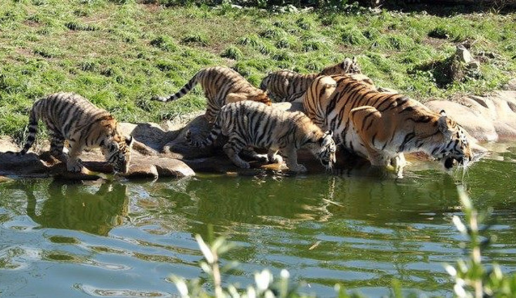 Chcete být u krmení tygrů, medvědů nebo také klokanů? Navštivte zoo v Hluboké nad Vltavou