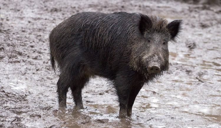 ilustrační fotografie